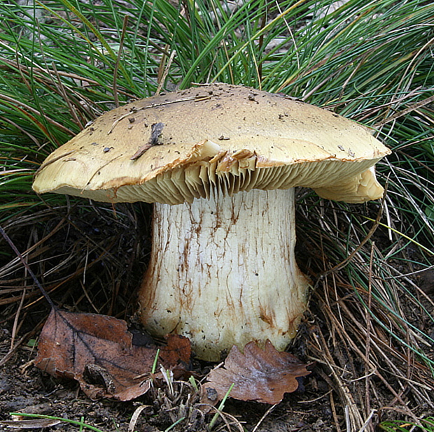 pavučinovec Cortinarius sp.