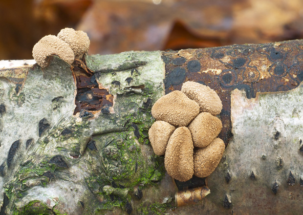 dutinovka otrubnatá Encoelia furfuracea (Roth) P. Karst.