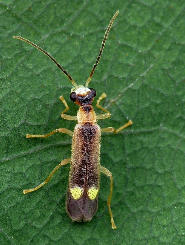 snehulčík Malthinus flaveolus Herbst, 1786