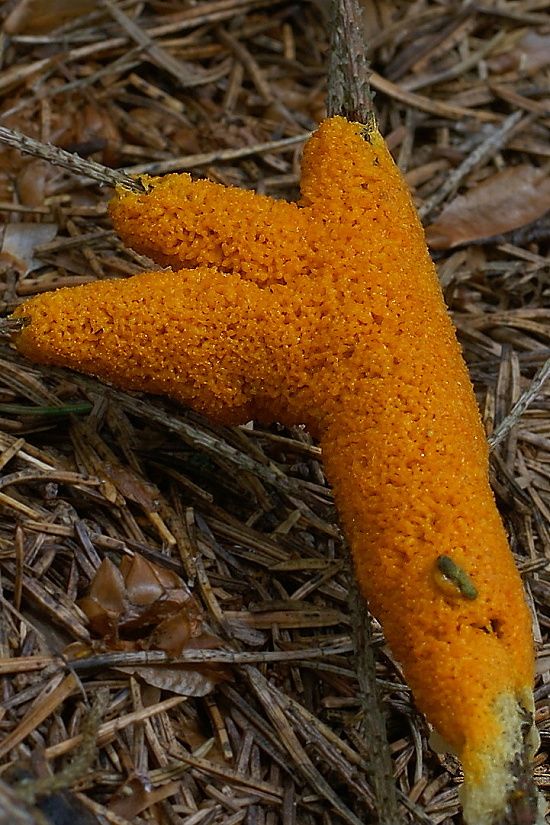 slizovka Myxomycetes