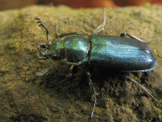 roháčik kovový Platycerus caraboides