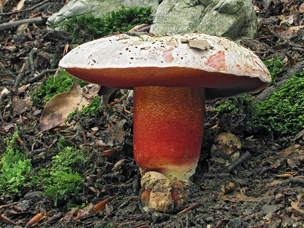 hríb purpurový Rubroboletus rhodoxanthus Kuan Zhao &amp; Zhu L. Yang