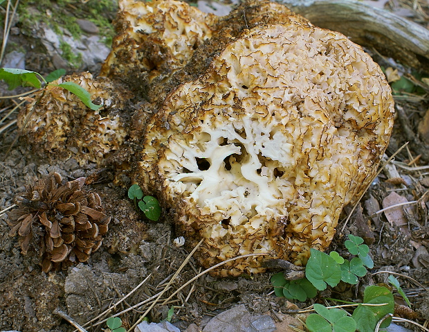 kučierka veľká Sparassis crispa (Wulfen) Fr.