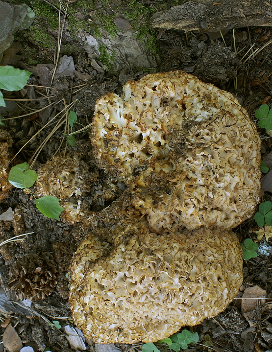 kučierka veľká Sparassis crispa (Wulfen) Fr.