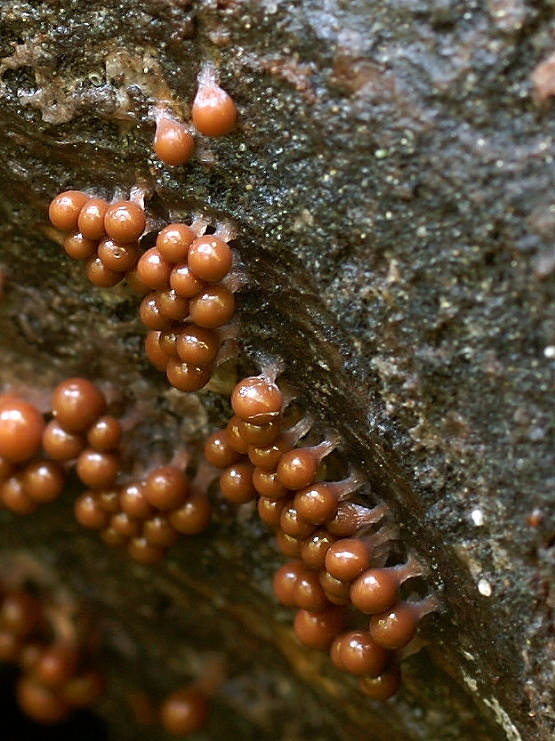 vlasnačka Trichia sp.