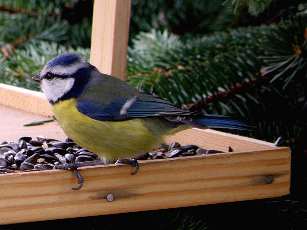 sýkorka belasá Parus caeruleus