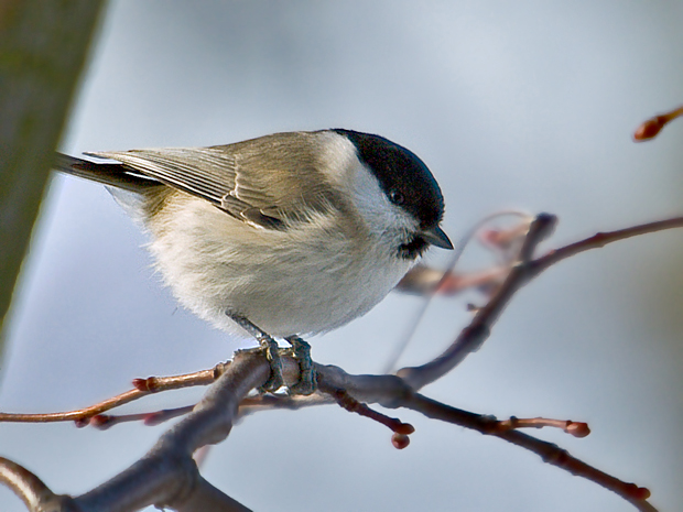 sýkorka lesklohlavá  Parus palustris