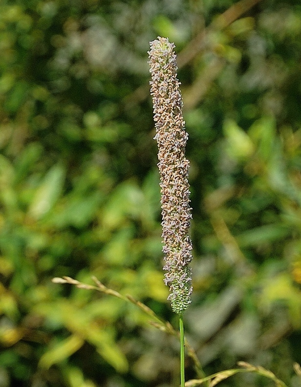 timotejka lúčna Phleum pratense L.