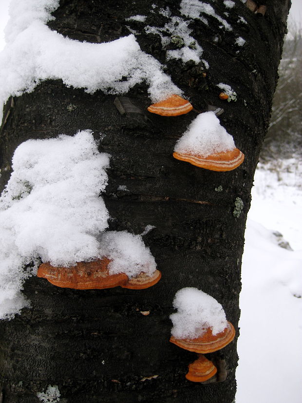 červenica rumelková Pycnoporus cinnabarinus (Jacq.) P. Karst.