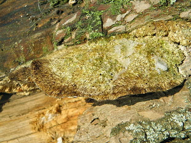 trúdnikovec chlpatý Trametes hirsuta (Wulfen) Lloyd