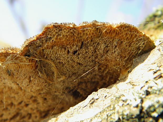 trúdnikovec chlpatý Trametes hirsuta (Wulfen) Lloyd