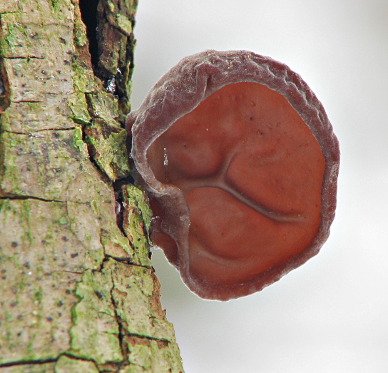 uchovec bazový Auricularia auricula-judae (Bull.) Quél.