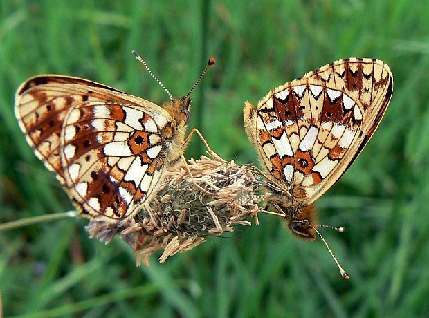 perlovec dvanásťškvrnný Boloria selene Denis & Schiffermüller, 1775