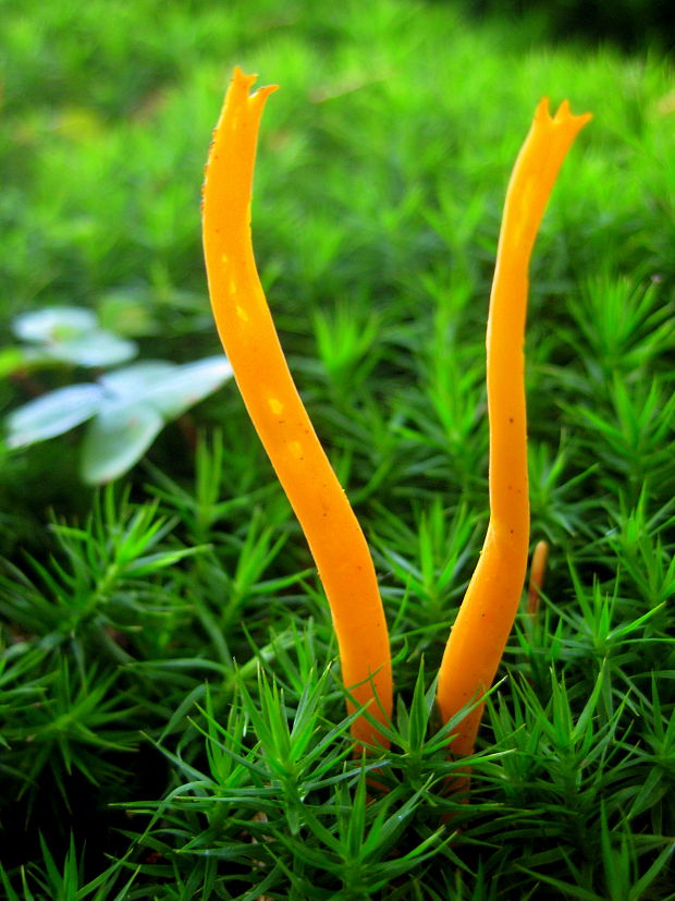 parôžkovec lepkavý Calocera viscosa (Pers.) Fr.