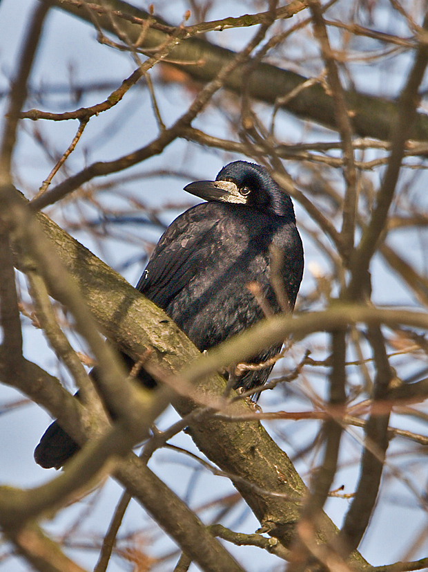 havran čierny  Corvus frugilegus