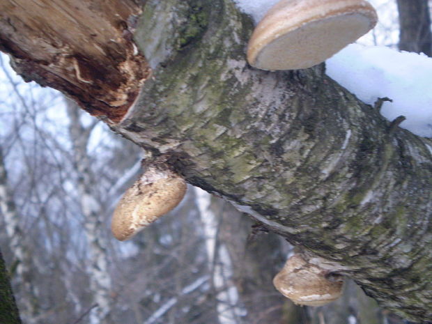 brezovník obyčajný Fomitopsis betulina (Bull.) B.K. Cui, M.L. Han & Y.C. Dai