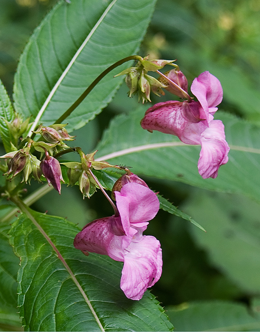 netýkavka žliazkatá Impatiens glandulifera Royle