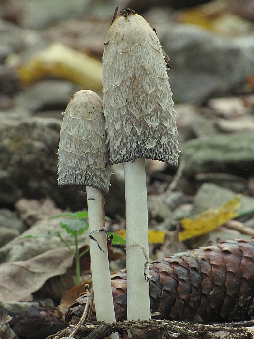 hnojník obyčajný Coprinus comatus (O.F. Müll.) Pers.