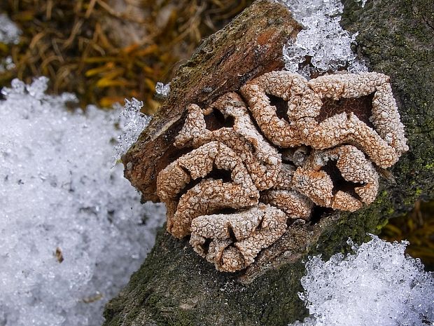 dutinovka otrubnatá Encoelia furfuracea (Roth) P. Karst.