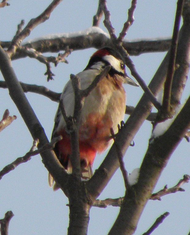 datel velky dendrocopos major