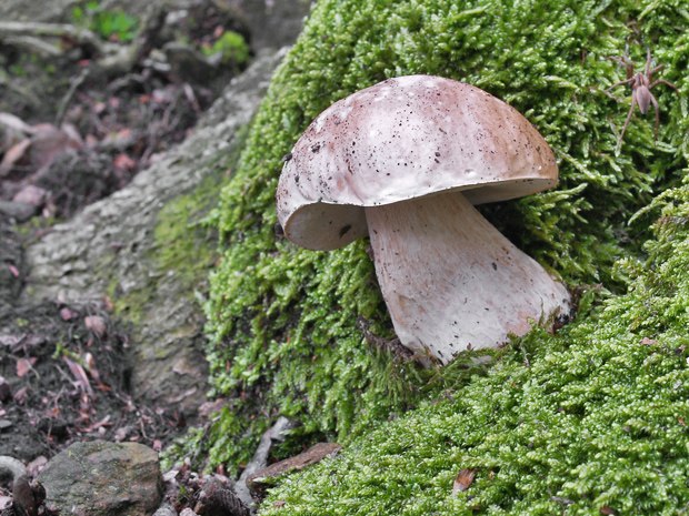 hríb smrekový Boletus edulis Bull.