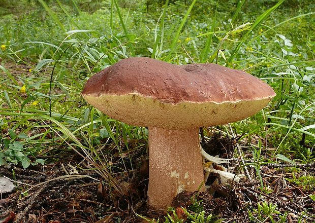 hríb sosnový Boletus pinophilus Pil. et Dermek in Pil.