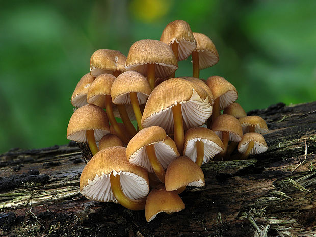 prilbička žltohlúbiková Mycena renati Quél.