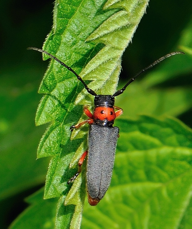 fuzáč Phytoecia affinis