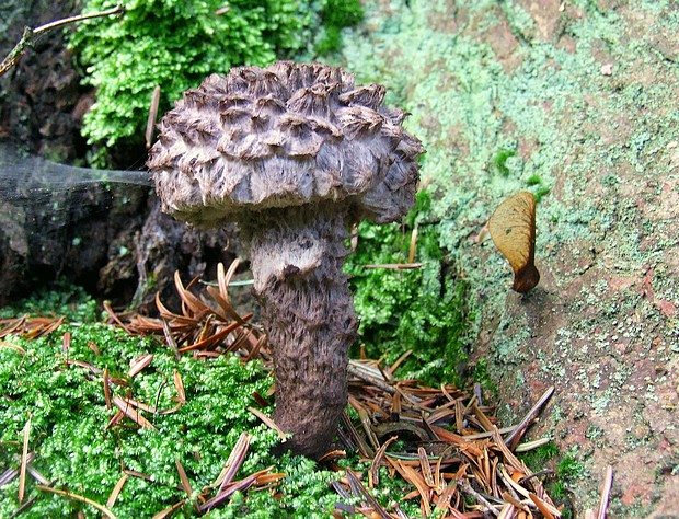 šiškovec šupinatý Strobilomyces strobilaceus (Scop.) Berk.