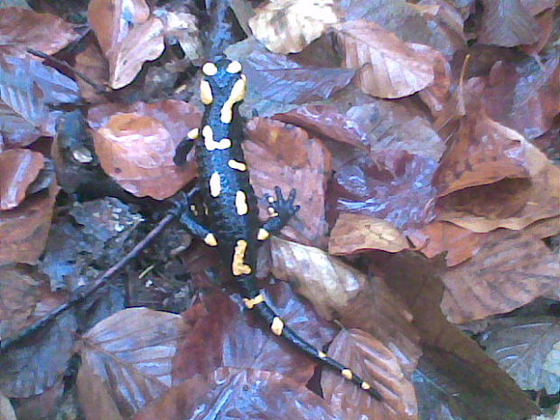 salamandra škvrnittá