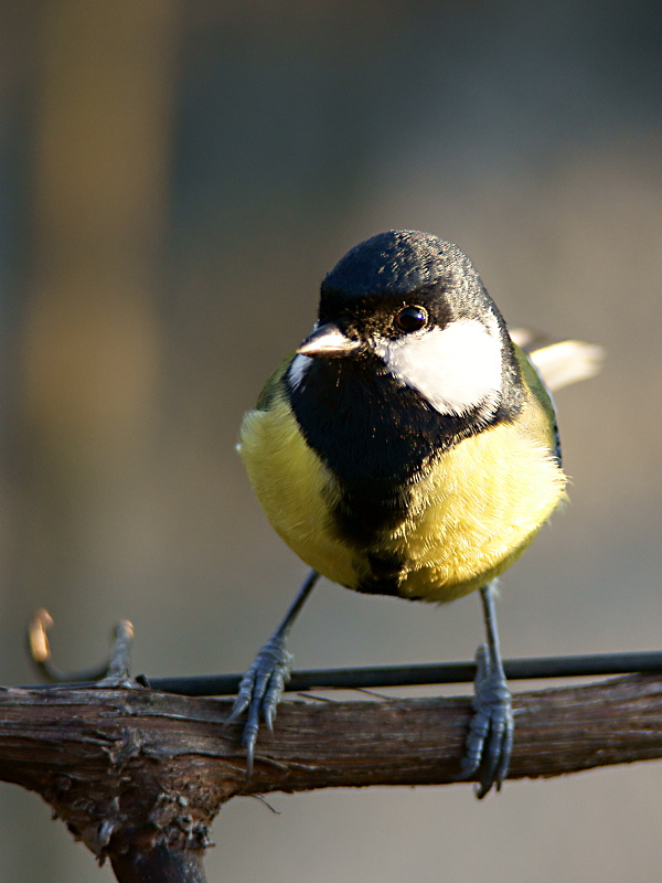 sýkorka bielolíca (Parus major)