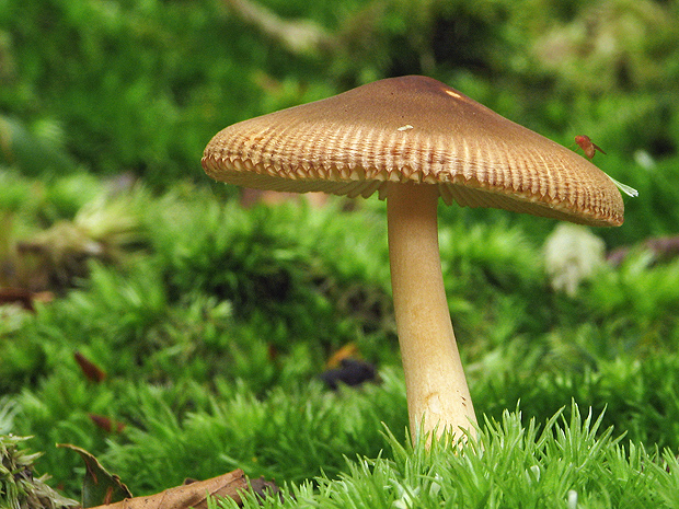 muchotrávka plavohnedá Amanita fulva Fr.