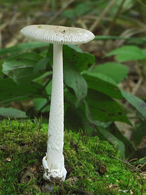 muchotrávka pošvatá Amanita vaginata (Bull.) Lam.