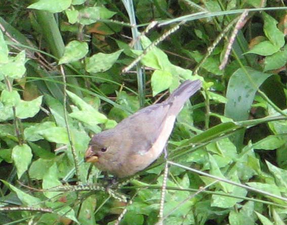 tangarovité Catamenia inornata