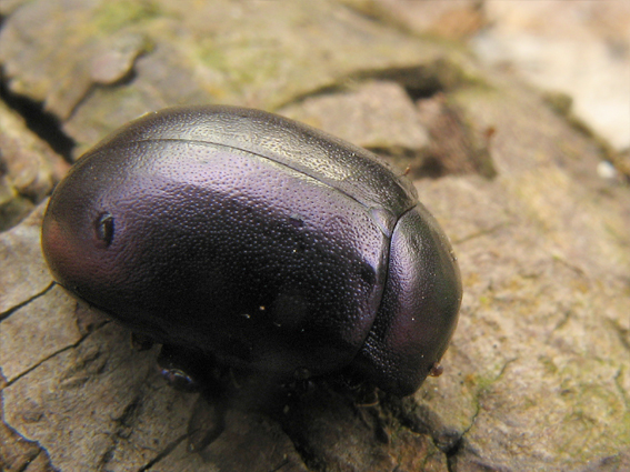 liskavka Chrysolina sturmi