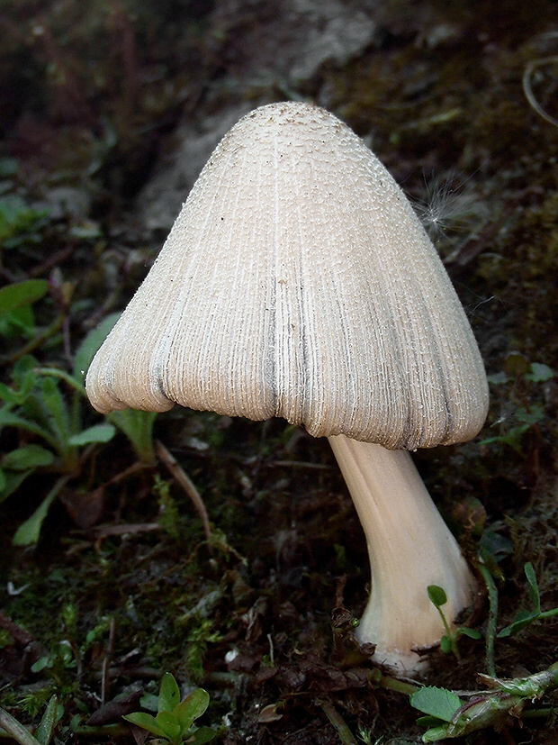 hnojník okrový Coprinellus domesticus (Bolton) Vilgalys, Hopple & Jacq. Johnson