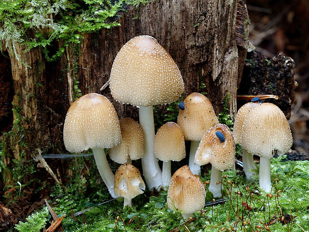 hnojník ligotavý Coprinellus micaceus (Bull.) Vilgalys, Hopple & Jacq. Johnson