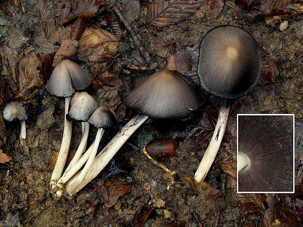 hnojník statný Coprinopsis acuminata (Romagn.) Redhead, Vilgalys & Moncalvo