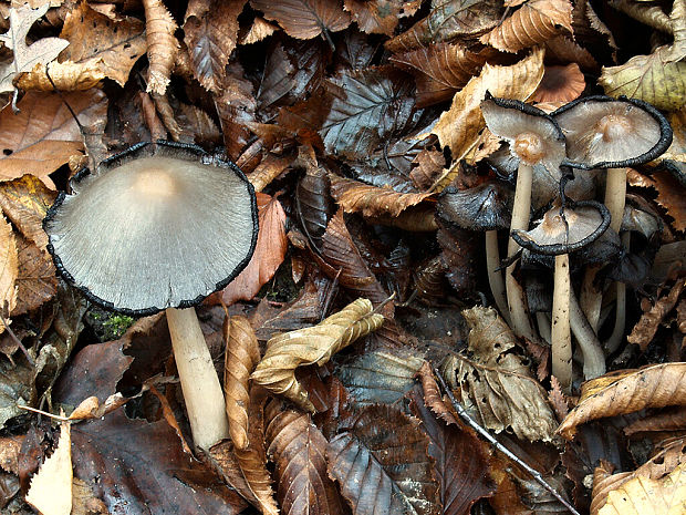 hnojník statný Coprinopsis acuminata (Romagn.) Redhead, Vilgalys & Moncalvo