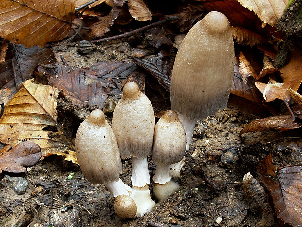 hnojník statný Coprinopsis acuminata (Romagn.) Redhead, Vilgalys & Moncalvo