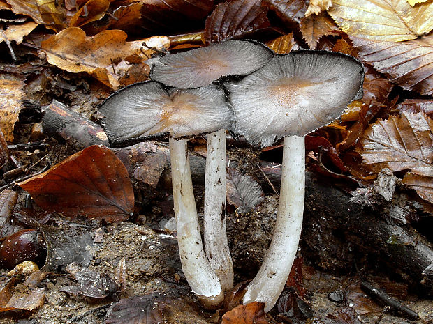 hnojník statný Coprinopsis acuminata (Romagn.) Redhead, Vilgalys & Moncalvo