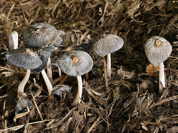 hnojník Coprinus sp.