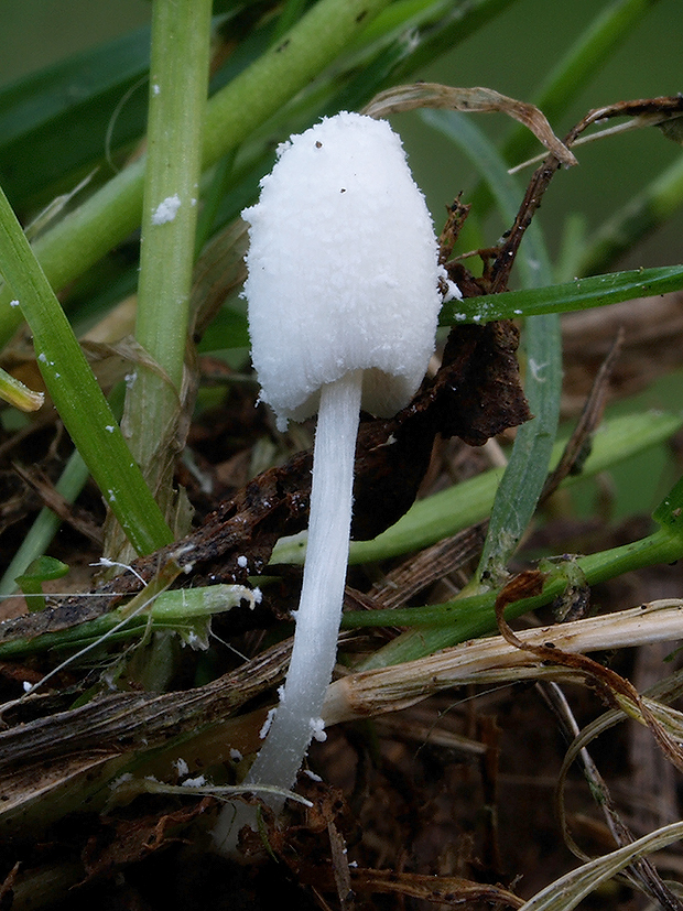 hnojník Coprinus sp.