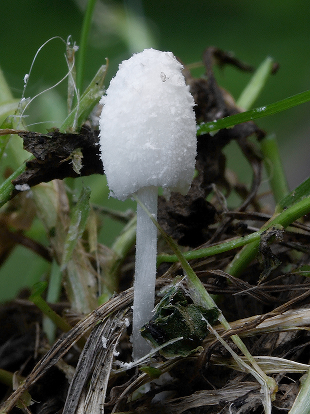 hnojník Coprinus sp.