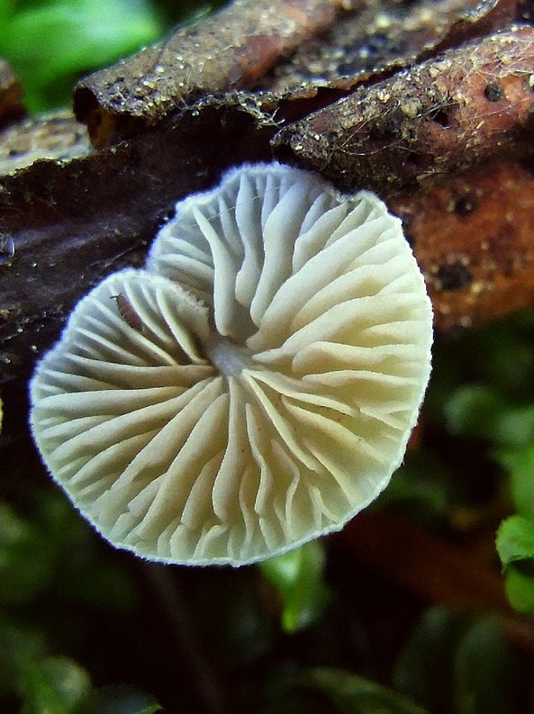 pahliva Crepidotus sp.