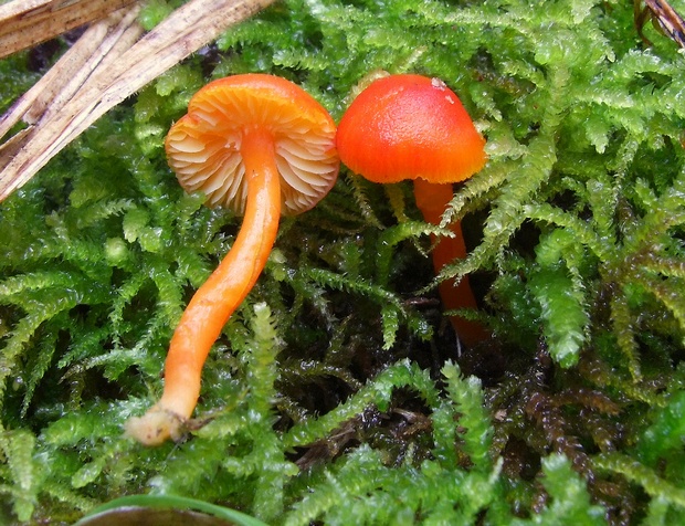 lúčnica Hygrocybe sp.