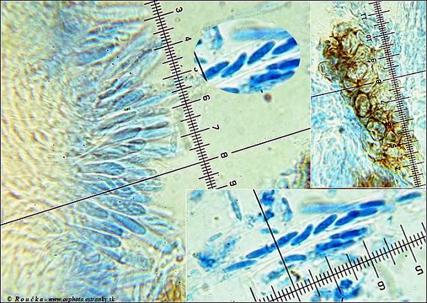 molízia drevová Mollisia ligni (Desm.) P. Karst.