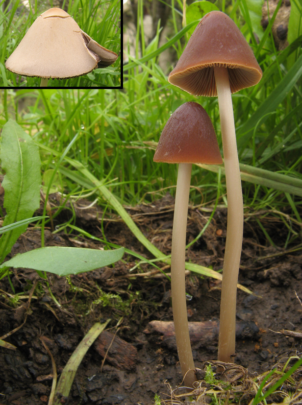 drobuľka ? Psathyrella gracilis (Fr.) Quél.