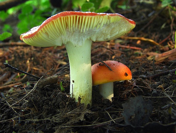 plávka zlatožltá Russula aurea Pers.