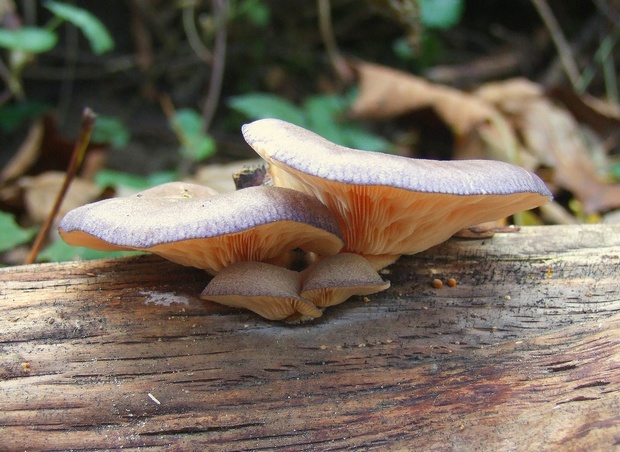 pňovka neskorá Sarcomyxa serotina (Pers.) P. Karst.